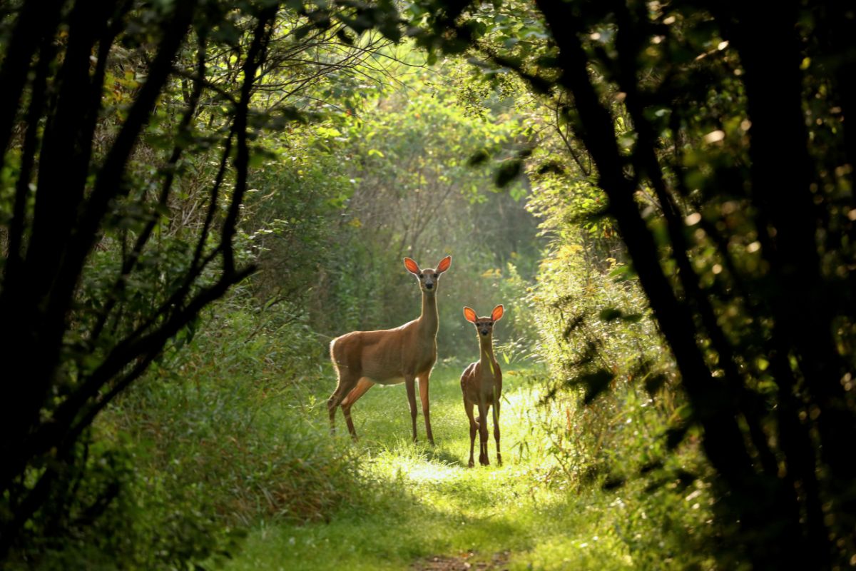 Hunting deers